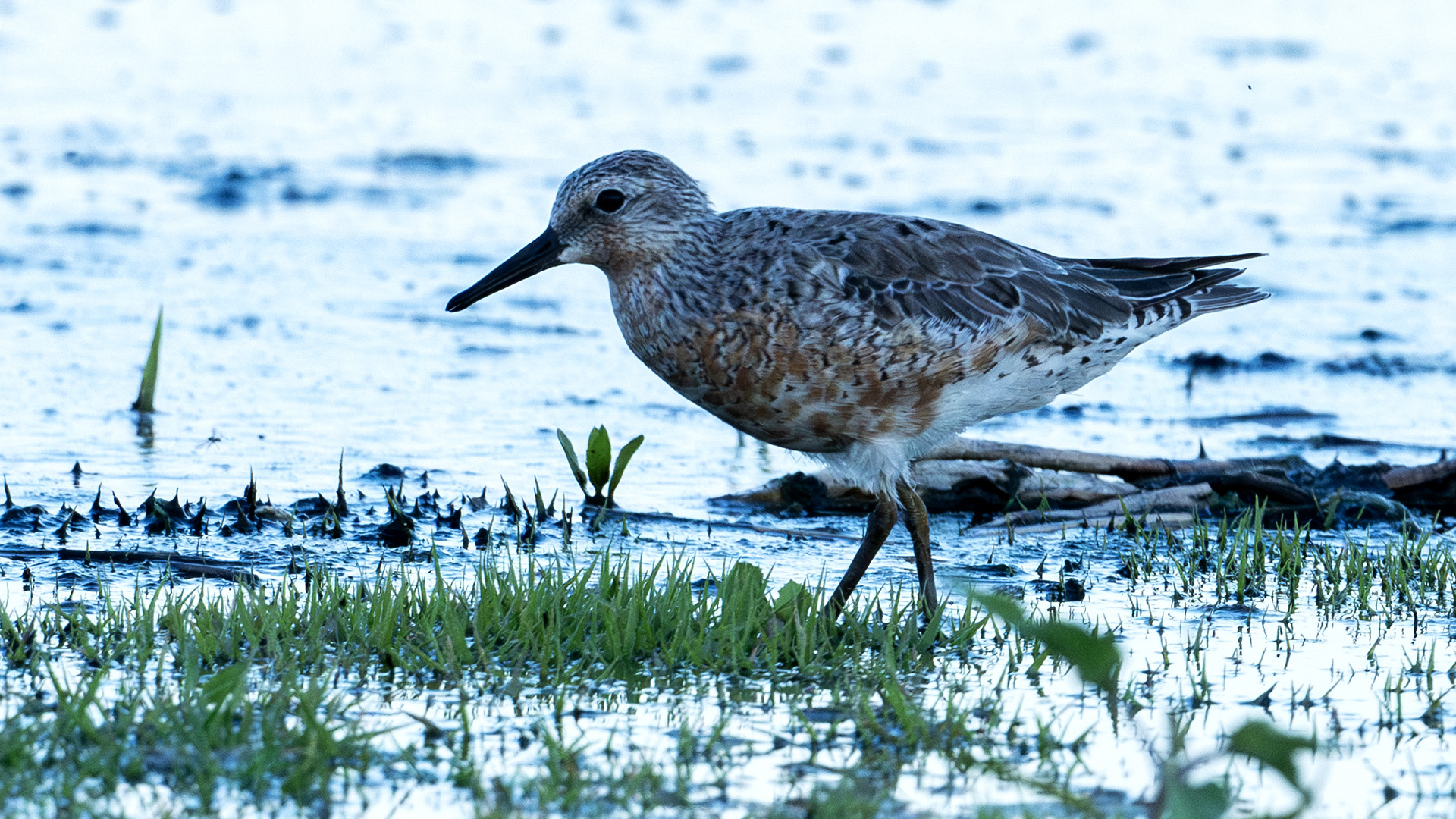 Red Knot